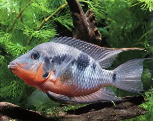 Aquarium Fish - Firemouth Cichlid Aquarium Fish - Firemouth Cichlid