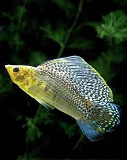 Aquarium Fish - Giant Sailfin Molly Aquarium Fish - Giant Sailfin Molly