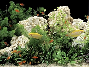 Aquarium Fish - Three-spot / Blue Gourami (Trichogaster trichopterus) and Southern / Red Tuxedo Platy (Xiphophorus maculatus) Aquarium Fish - Three-spot / Blue Gourami (Trichogaster trichopterus) and Southern / Red Tuxedo Platy (Xiphophorus maculatus)
