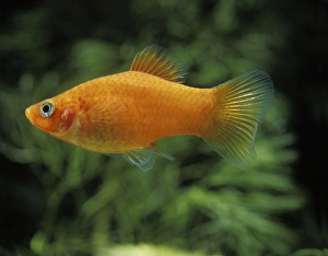 Aquarium Fish - Variegated / Variable Platy Aquarium Fish - Variegated / Variable Platy