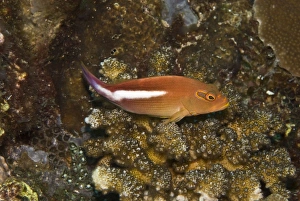 Arc-eye Hawkfish - Usually seen perched on coral watching out for small fishes its most Arc-eye Hawkfish - Usually seen perched on coral watching out for small fishes its most