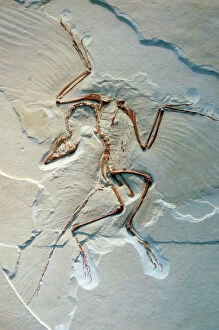 Images Dated 20th June 2006: Archaeopteryx, fossil bird, Jurassic