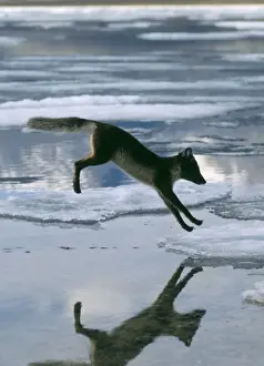Arctic Fox Leaping Print