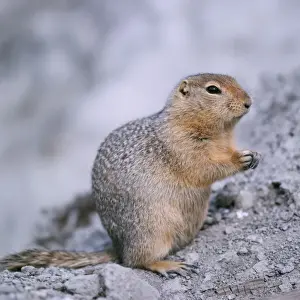 Arctic Animal Photos Prints: Arctic Ground Squirrel