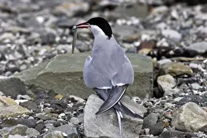 Arctic Tern Norway Prints: Arctic Tern - backview with fish in beak. Varanger fjord - Norway