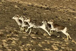 Argali Marco Polo Sheep Print