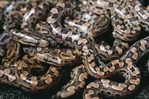 Argentina Rainbow Boa - Young just after birth Argentina Rainbow Boa - Young just after birth