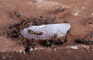 Argentine Ants - on rice grain Argentine Ants - on rice grain