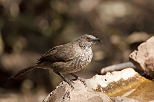 Arrow-marked Babbler - at bird drinking trough Arrow-marked Babbler - at bird drinking trough