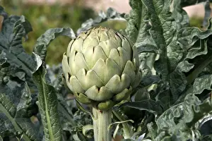 Artichoke Plant Prints: Artichoke