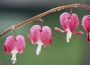 Bleeding Heart Plant Prints: Bleeding Heart