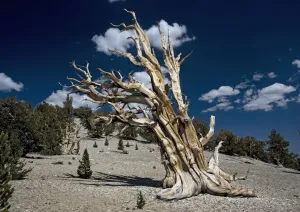 Ancient Bristlecone Pine Tree Print