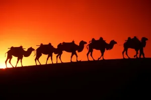 Arty Prints: Gobi Desert Camel Train Print