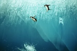 Prints of JPF-8598 Chinstrap Penguins - jumping off blue iceberg Pygoscelis antarctica Jean Paul Ferrero Please note that prints are for personal display purposes only and may not be reproduced in any way Chinstrap Prints: Chinstrap Penguin Print - Jumping off Blue Iceberg