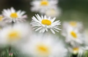 Duncan Usher Photographer Prints: Common Daisy