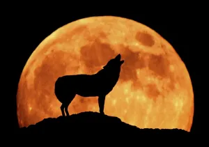 Arty Prints: Wolf Print - Full Moon Silhouette