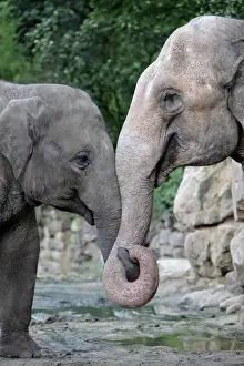 Prints of USH-3045 Asian Elephant - 2 animals with trunks entwined Elephas maximus Duncan Usher Please note that prints are for personal display purposes only and may not be reproduced in any way. Muridae Prints: Asian Elephant Print - Entwined Trunks