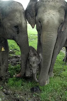 Prints of PM-9959 Indian / Asian Elephant - mother Muridae Prints: Asian Elephant Family Print