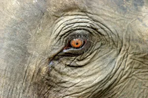 Asian / Indian Elephant - eye close-up Asian / Indian Elephant - eye close-up