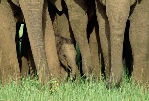 Asian / Indian Elephant - young in the herd Asian / Indian Elephant - young in the herd