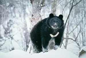 Asiatic Black Bear Print in Snow