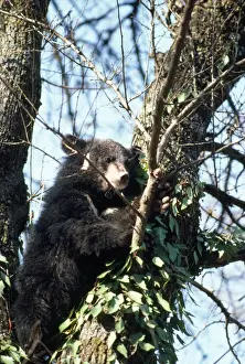 Asiatic Black Bear Prints: Asiatic Black Bear - in tree