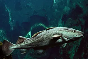 C Prints: Atlantic Cod Fish Underwater Print LA-788