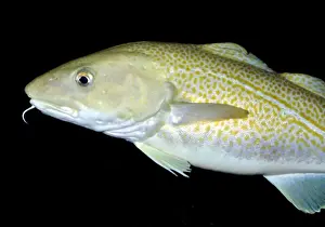 Atlantic Cod Prints: Atlantic Cod, north Atlantic