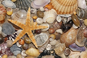 Atlantic Mixed Shells - and starfish on beach Atlantic Mixed Shells - and starfish on beach