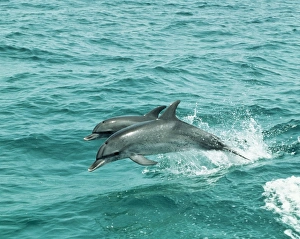 Atlantic Spotted Dolphin - Jumping out of water Atlantic Spotted Dolphin - Jumping out of water
