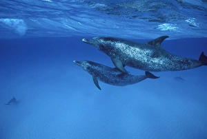 Atlantic Spotted Dolphin - underwater Atlantic Spotted Dolphin - underwater