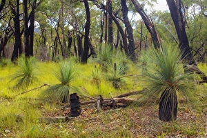 Austral Grass Trees - newly sprouting Grass Trees after a wildfire in an eucalypt forest Austral Grass Trees - newly sprouting Grass Trees after a wildfire in an eucalypt forest