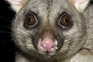 Australian Brushtail Possum - with seed husks on its nose as evidence of feeding on a bird feeder at night Australian Brushtail Possum - with seed husks on its nose as evidence of feeding on a bird feeder at night