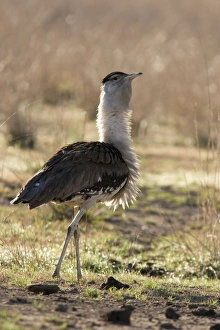 Australian Bustard - Back-lit image of bird ruffling its feathers Australian Bustard - Back-lit image of bird ruffling its feathers
