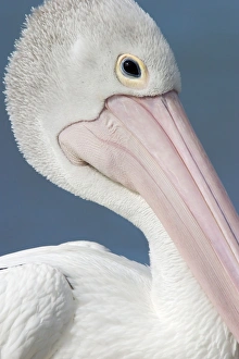 Australian Pelican - close-up of face showing soft pink fleshy part of a pelicans bill Australian Pelican - close-up of face showing soft pink fleshy part of a pelicans bill