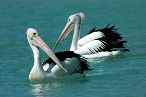 Australian Pelican - Common on large and small bodies of water, including temporary desert pools Australian Pelican - Common on large and small bodies of water, including temporary desert pools