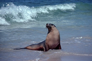 Australian Sealion - Bull Australian Sealion - Bull