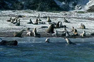 South Australia Marine Life Prints: Australian Sealions -Protected