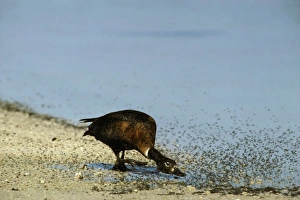 Australian Shelduck - Female chasing insects by saline lake Australian Shelduck - Female chasing insects by saline lake