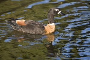 Australian Shelduck - Female in suburban Perth Australian Shelduck - Female in suburban Perth