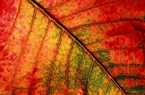 Autumn leaf - Underside of leaf Autumn leaf - Underside of leaf