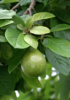 South American Food Prints: Avocado
