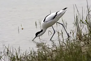 M Watson Photographer Prints: Avocet