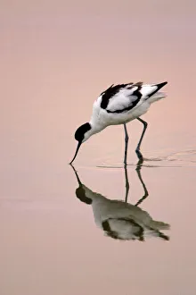 Avocet - Feeding at twighlight on sea estuary Avocet - Feeding at twighlight on sea estuary