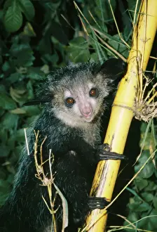 Prints of NG-1486 AYE-AYE - perched on branch Ankarana forest reserve Hippopotamidae Prints: Aye-aye Print - Perched on a branch in Ankarana forest reserve, Madagascar