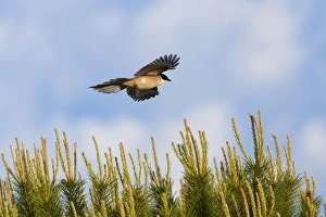 Azure-winged Magpie - adult bird in flight Azure-winged Magpie - adult bird in flight
