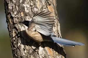 Azure-winged Magpie - adult on pine tree Azure-winged Magpie - adult on pine tree