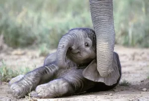 Baby Elephant Print - Lying on Ground in Kenya