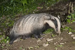 European Badgers Prints: Badger - Cornwall - UK