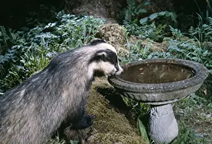 European Badger Print - Bird Bath Scene